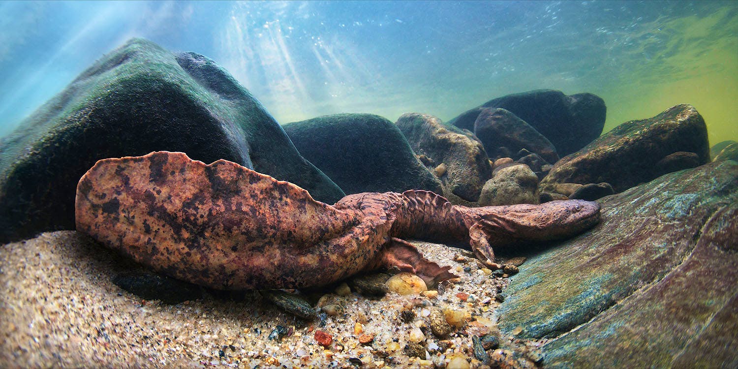 eastern hellbender 
