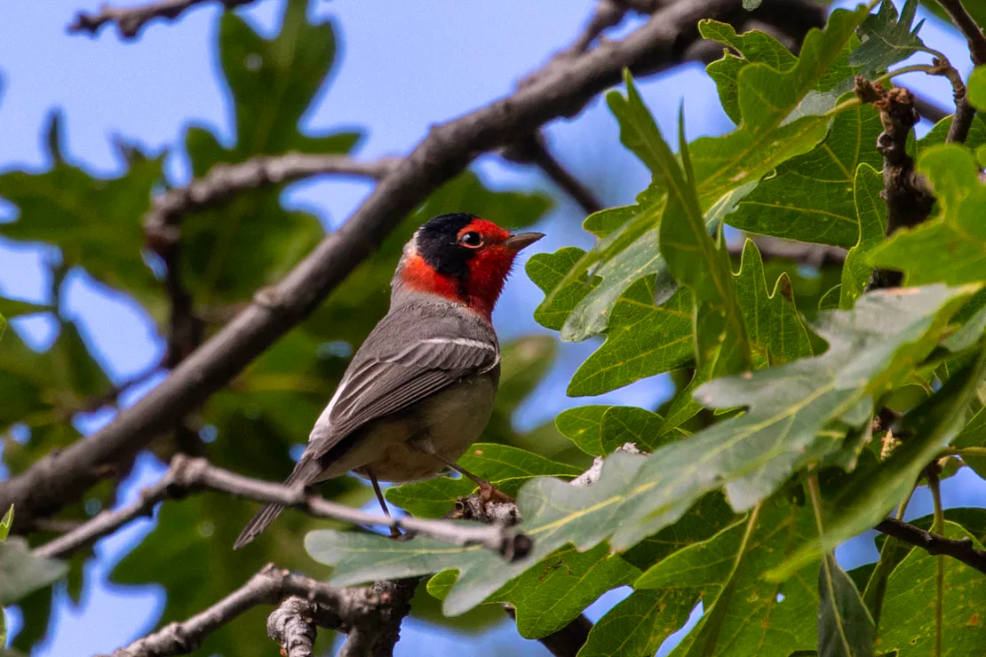 warbler
