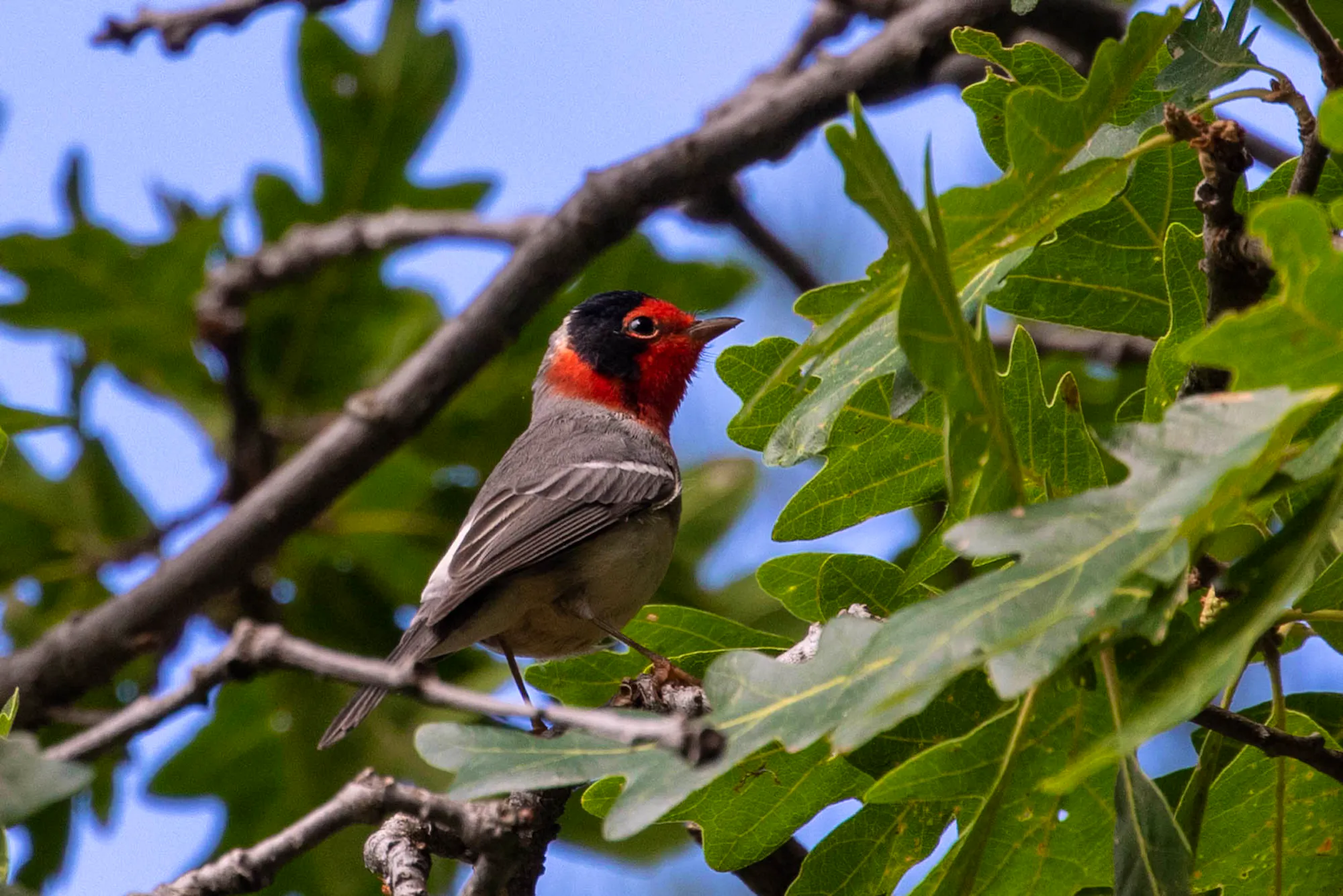 warbler
