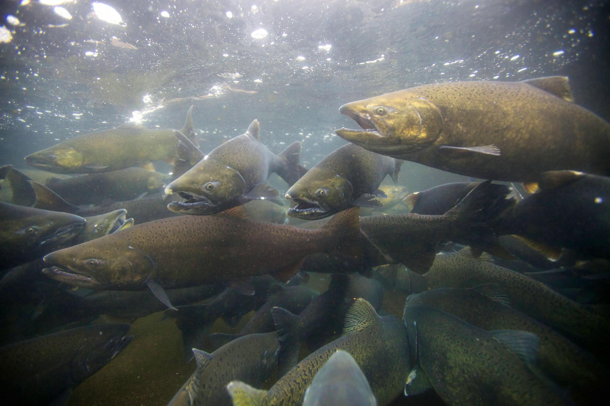 chinook salmon