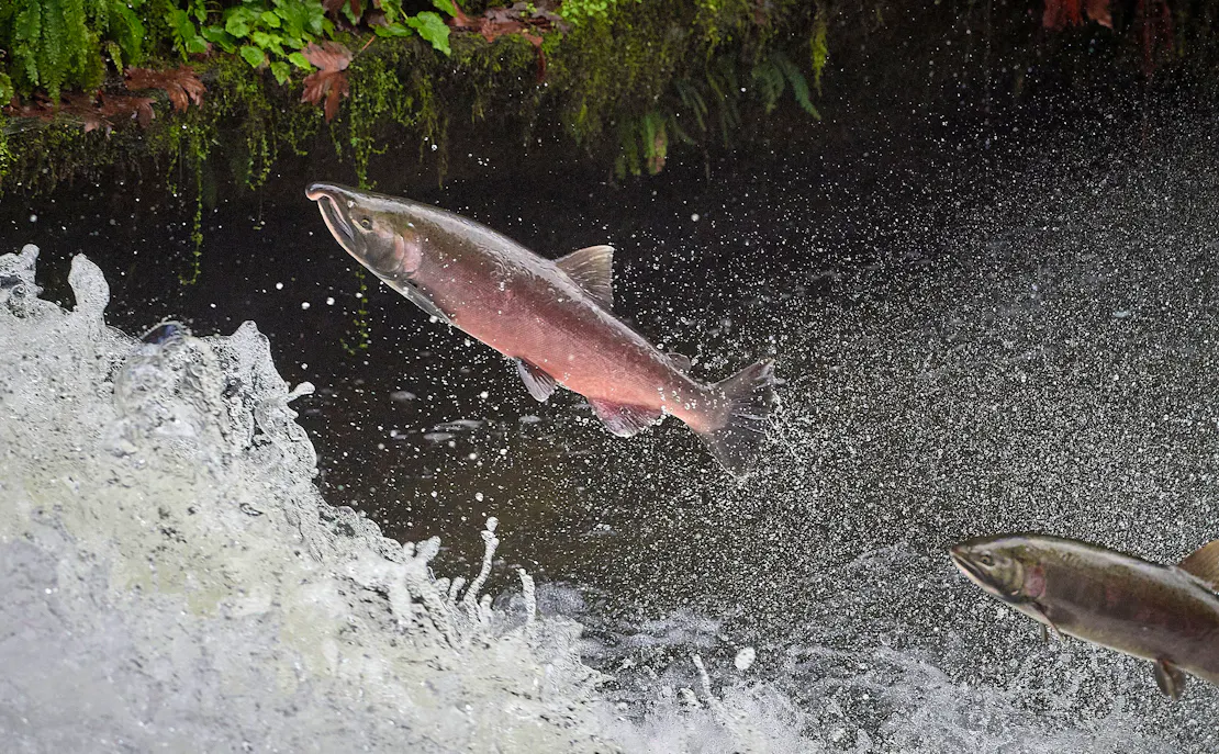 coho salmon migrating up creek 