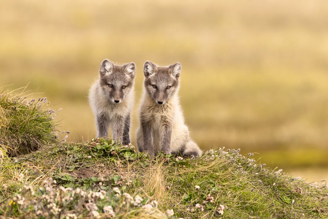 arctic foxes looking at camera