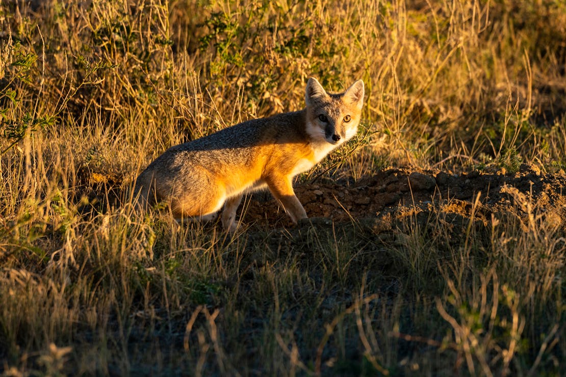swift fox