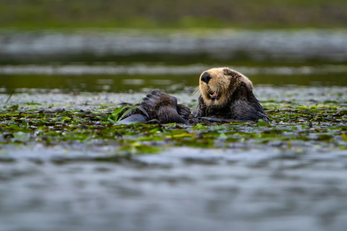 Otter on their back in seaweed
