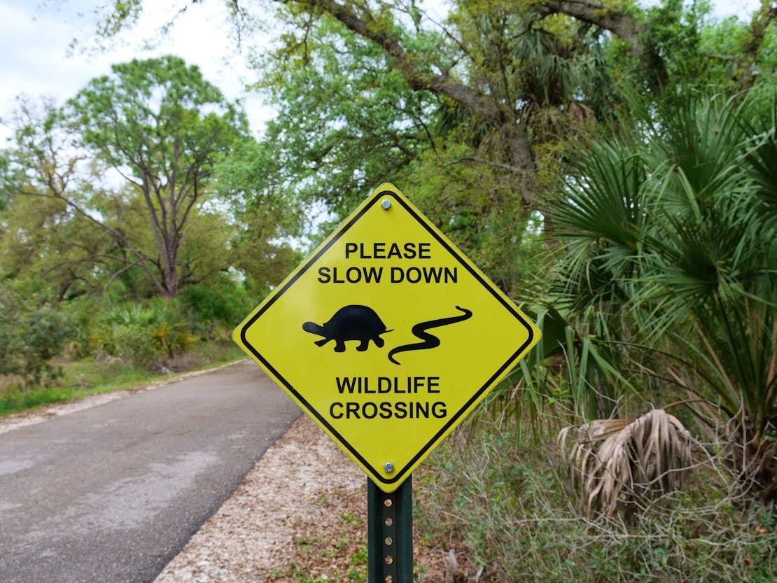 Wildlife crossing 