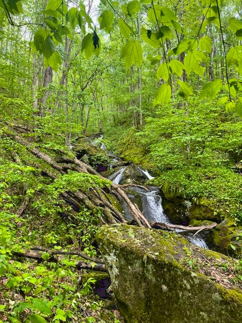 2024.05.15 - Stream running through forest in Pisgah National Forest - NC - WS - Ben Prater-Defenders of Wildlife.JPG