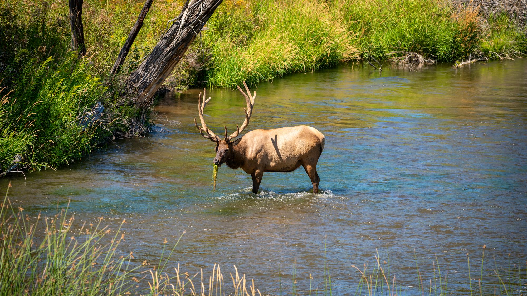 2024.08.01- Bison Range - Elk eating grasses in water -DOW.jpg