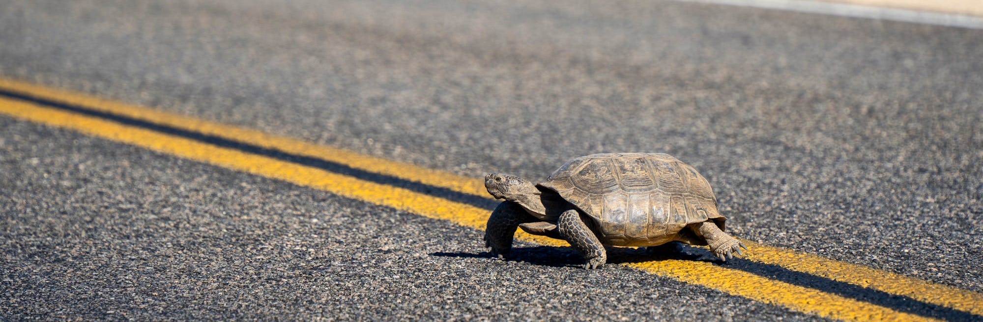 tortoise