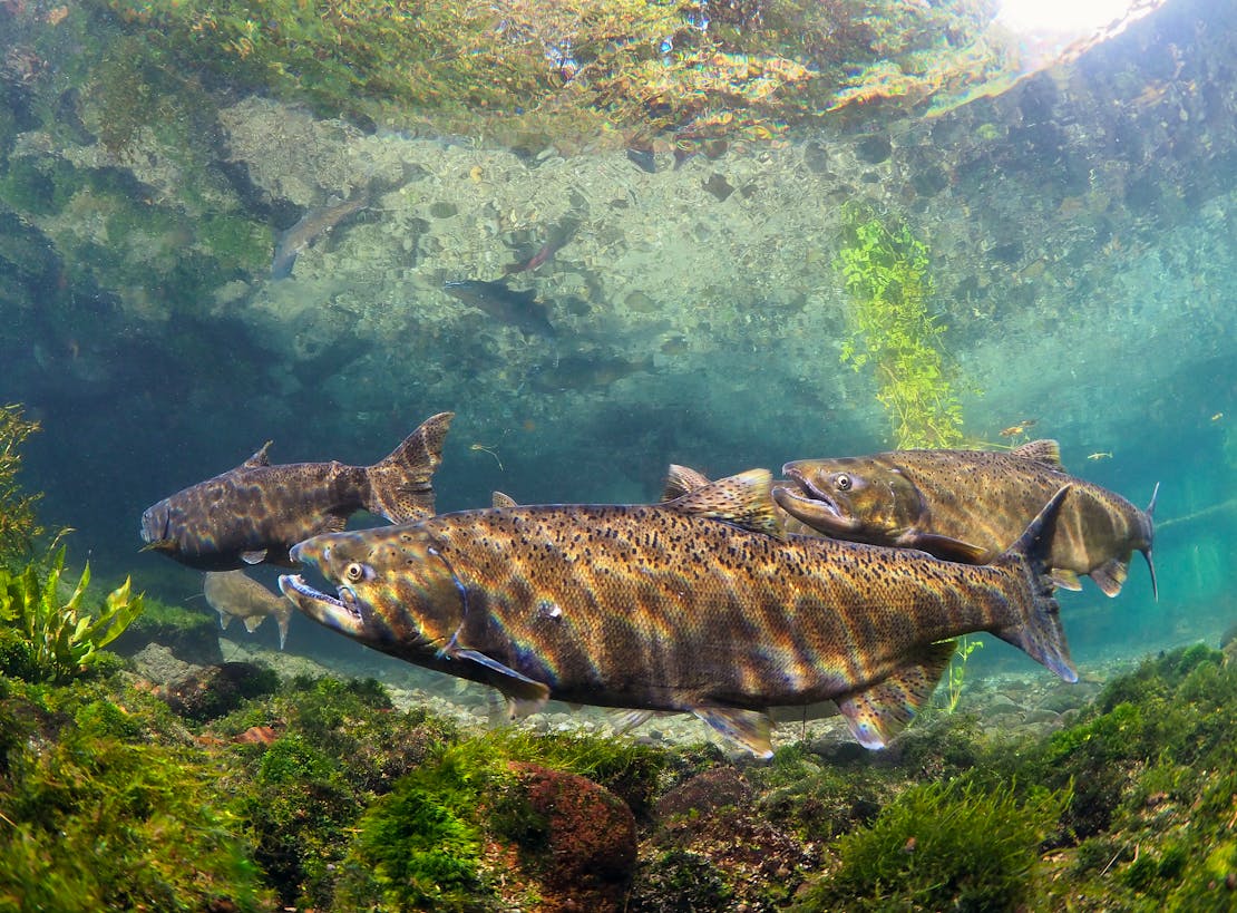 chinook salmon