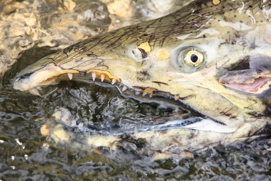 Chinook Salmon 