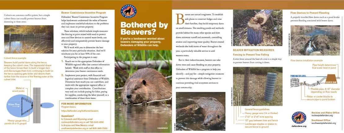 Bothered by Beavers Brochure 