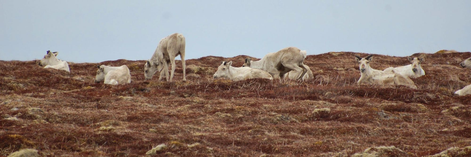 resting caribou
