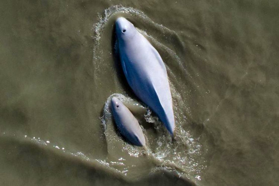 cook inlet beluga