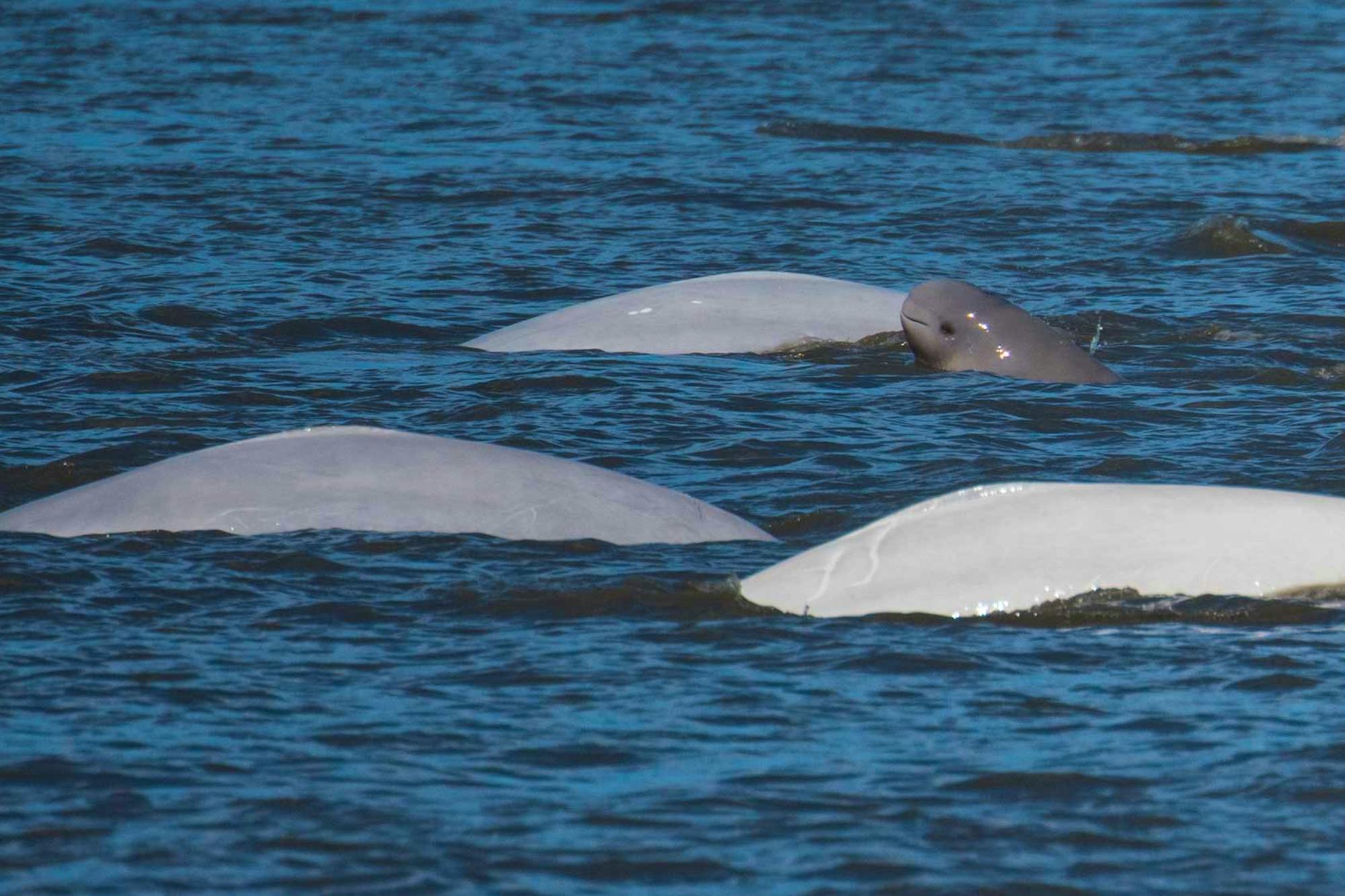 cook inlet beluga