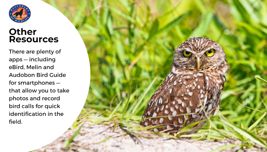owl grapihc