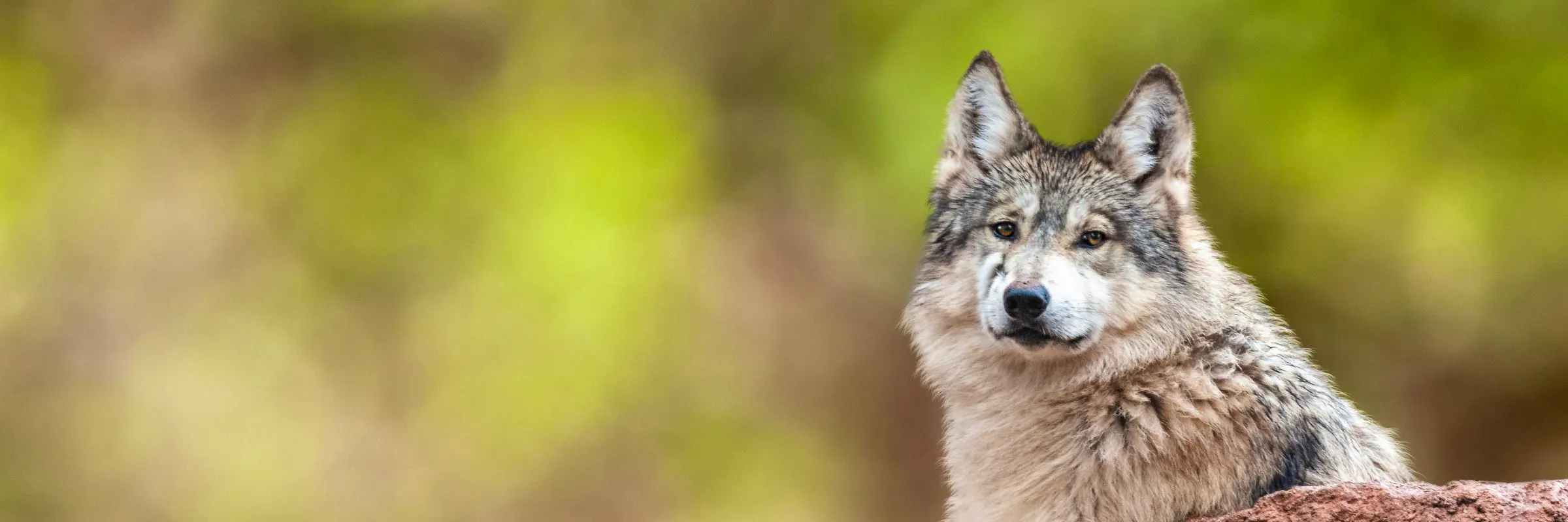 mexican gray wolf on rock