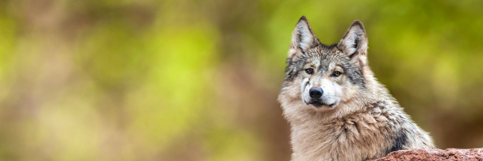 mexican gray wolf on rock
