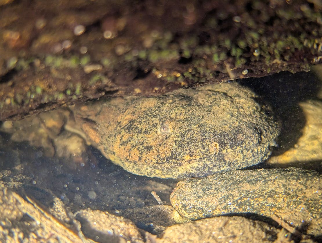 hellbender