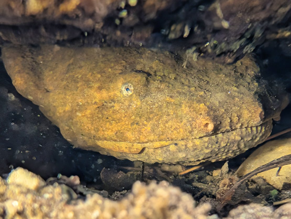 hellbender