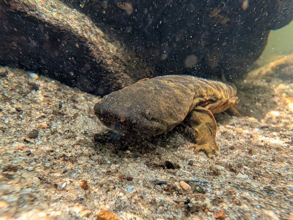 hellbender