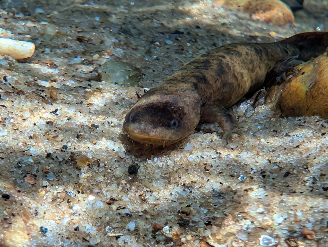 hellbender