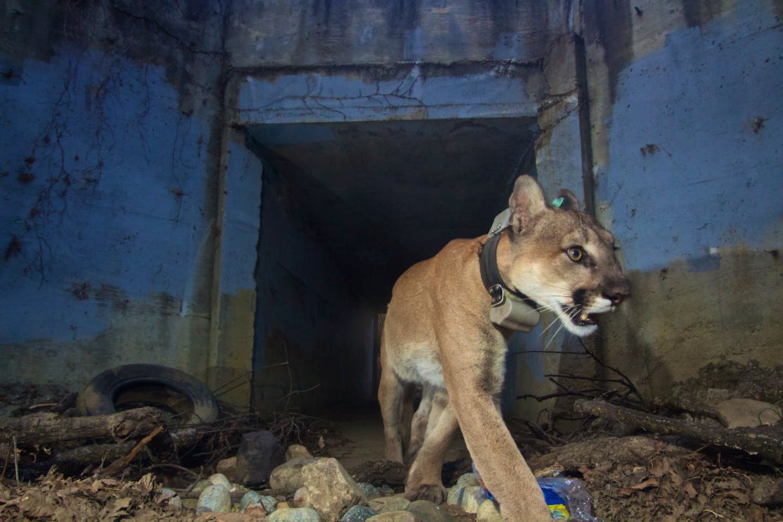 mountain lion