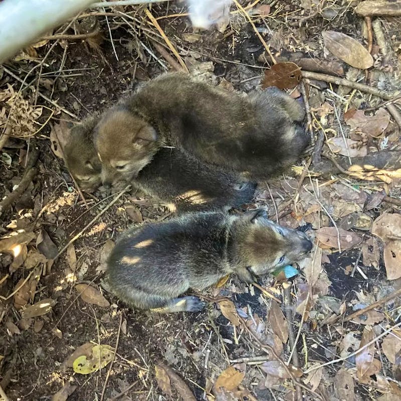Red Wolf pups cuddle together in a den