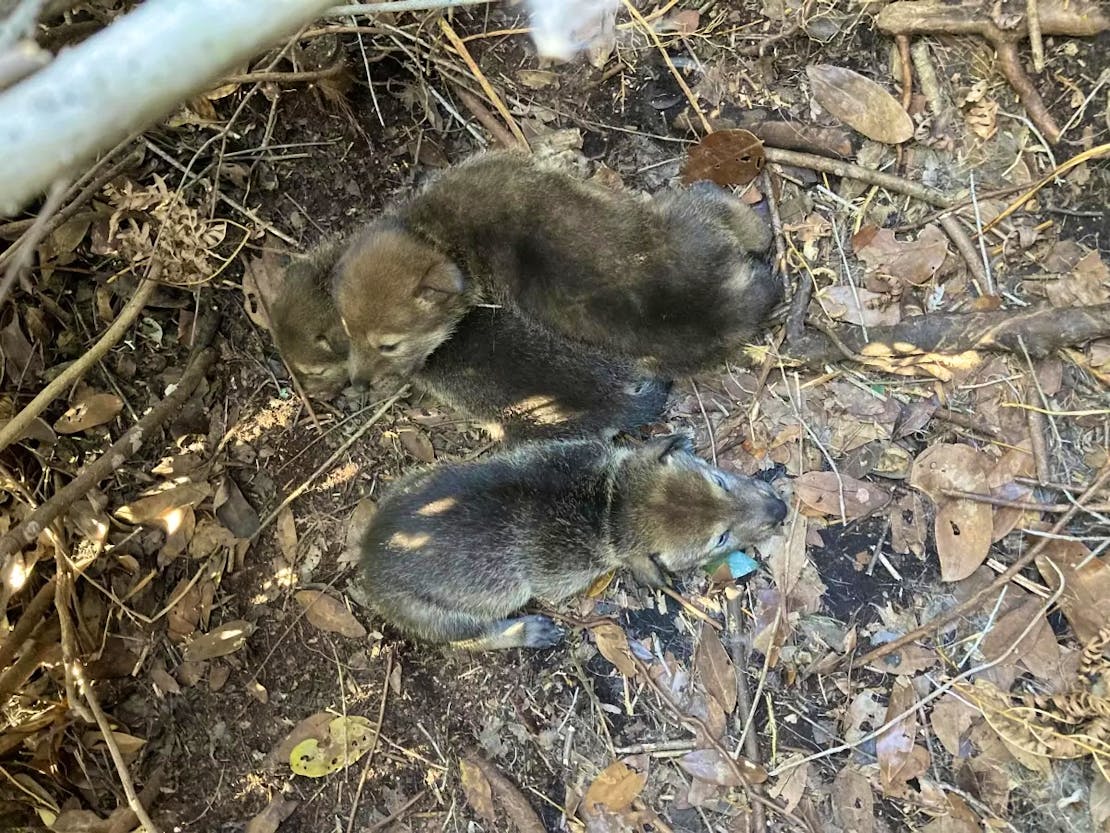 Red Wolf pups cuddle together in a den