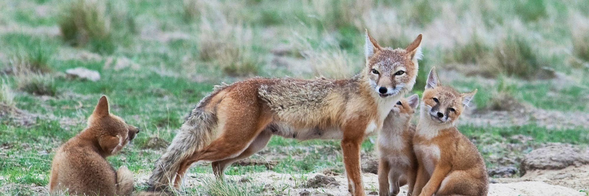 swift fox mother with kits