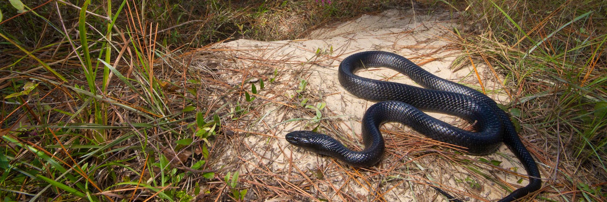 eastern indigo snake on ground