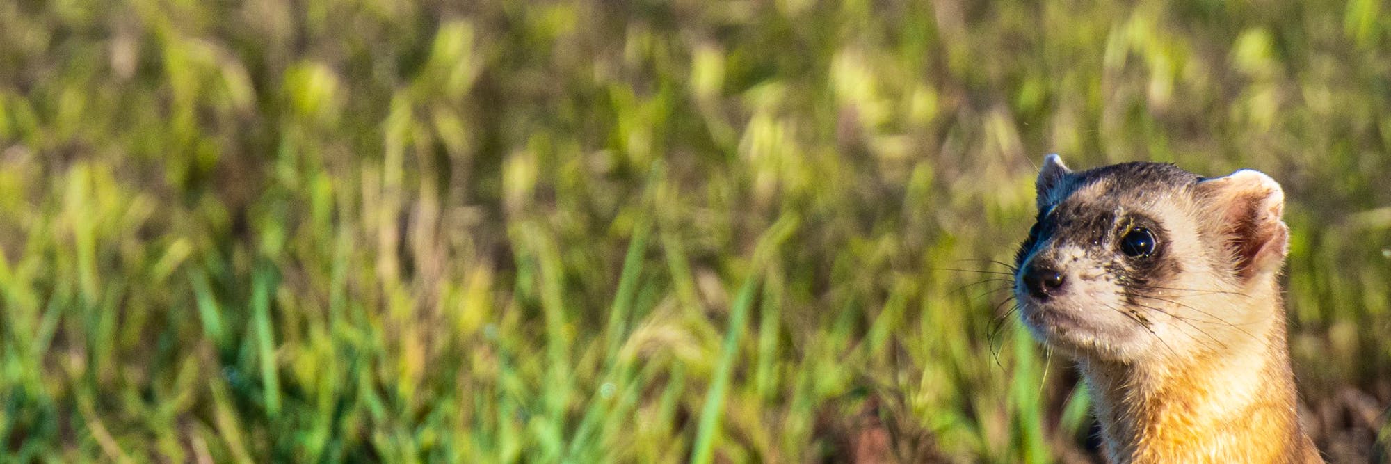 black-footed ferret peeking out of burrow