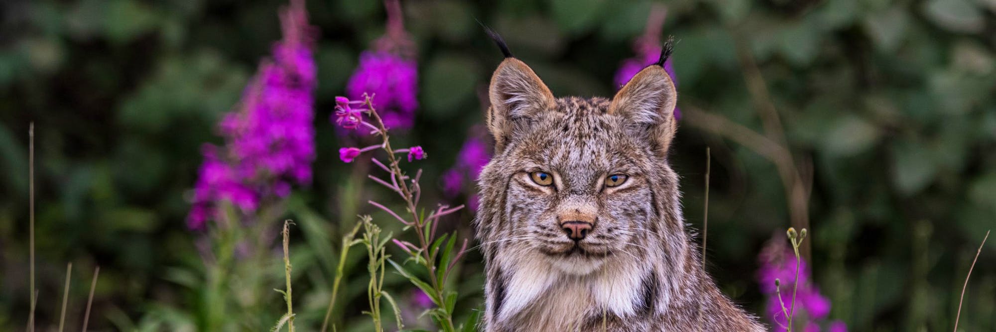 Canadian Lynx looking at camera