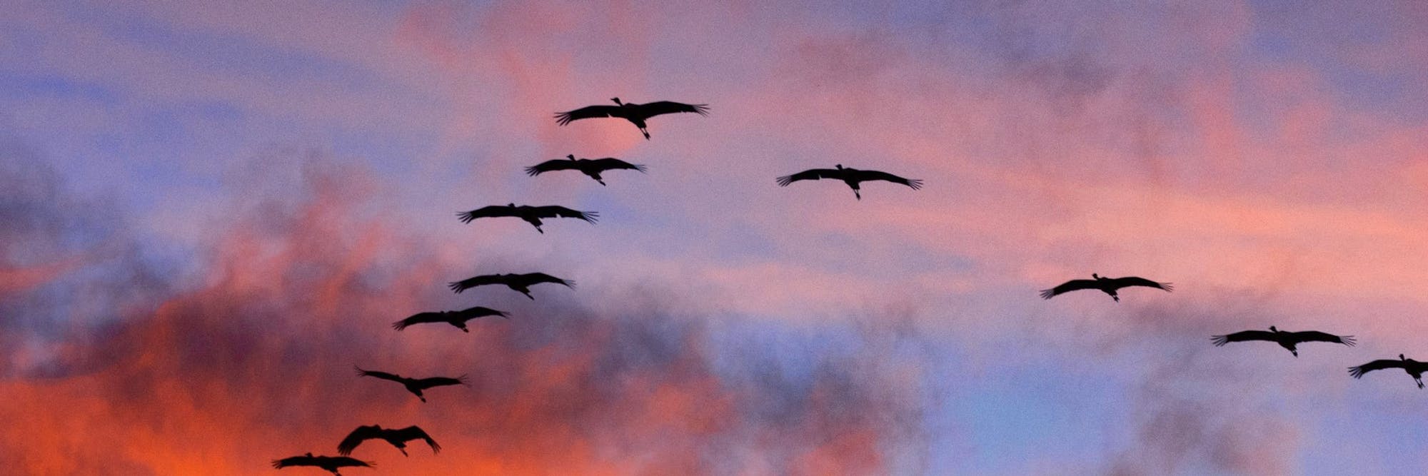 birds flying during sunset