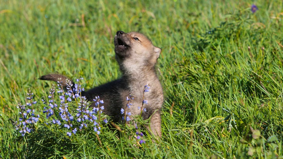 young wolf pup howling next to wildflowers