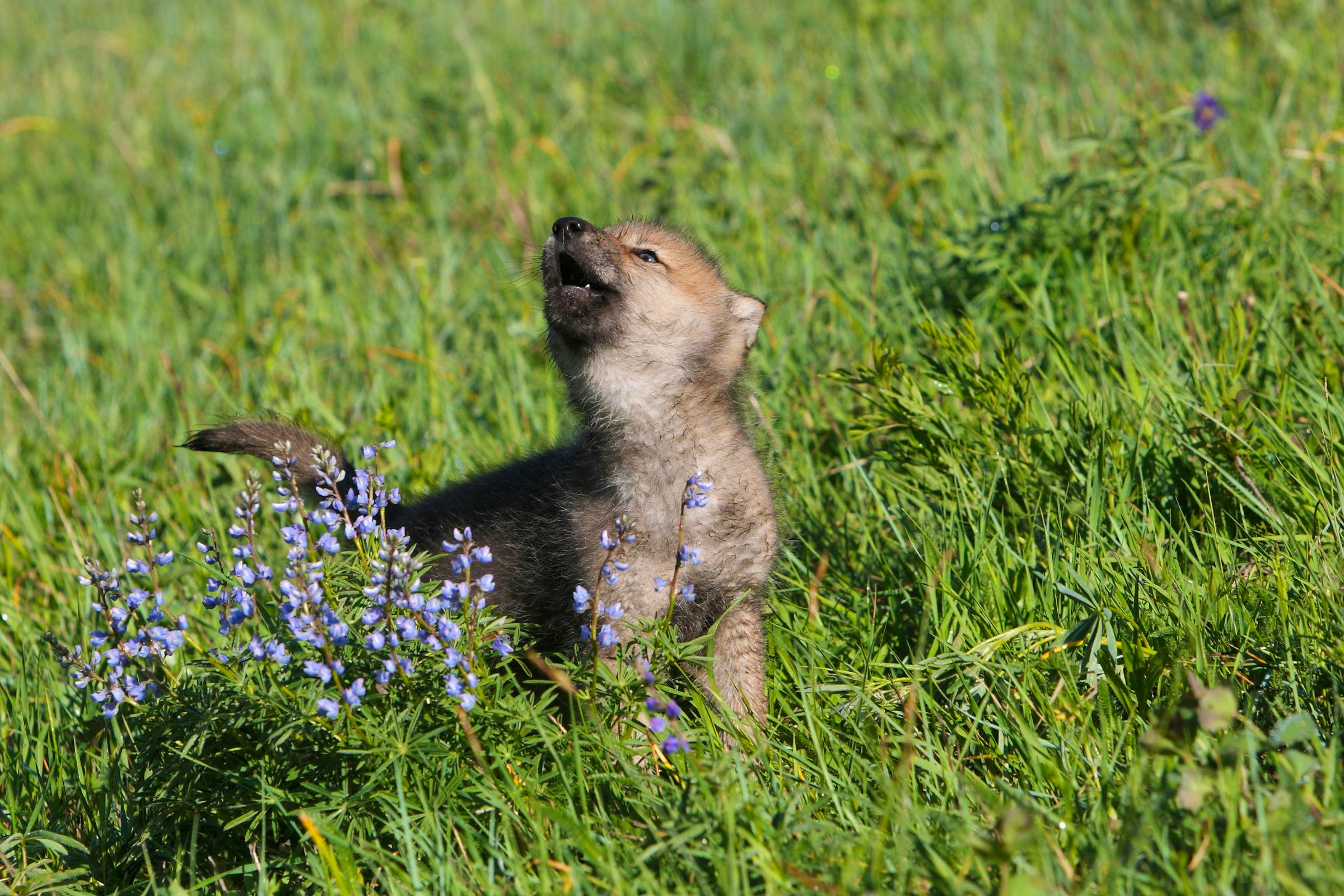 young wolf pup howling next to wildflowers