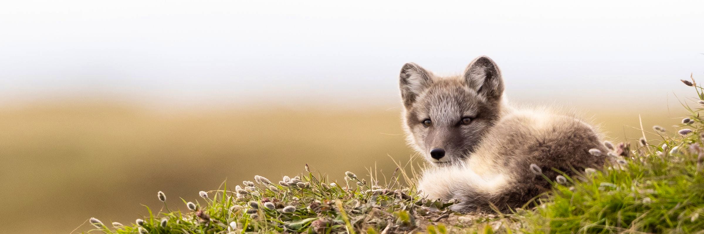 A young Arctic fox rests curled up on a hillside of tundra plants outside its den.
