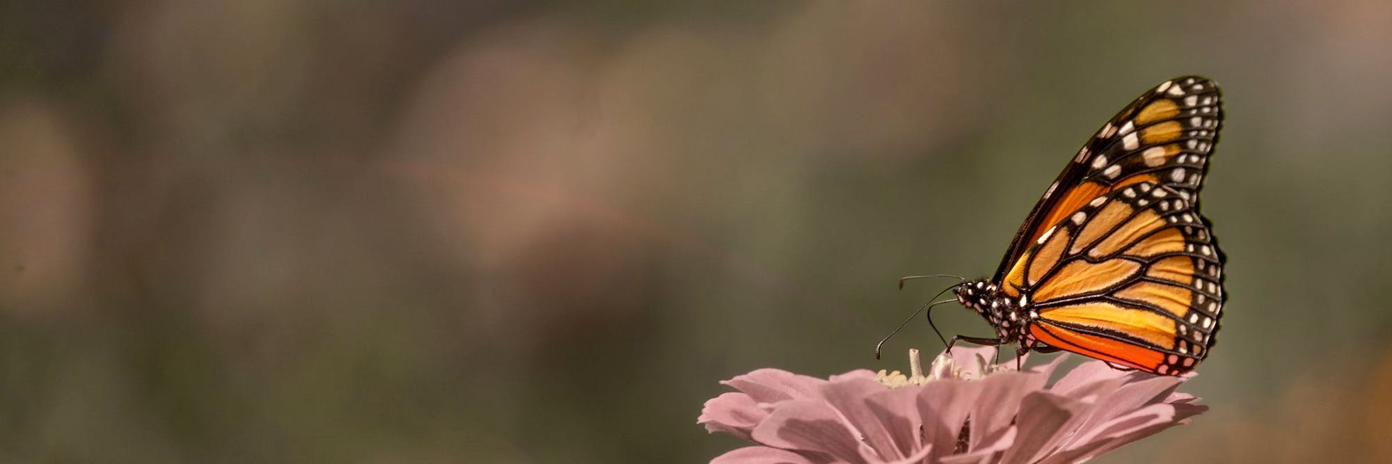 monarch butterfly on pink flower