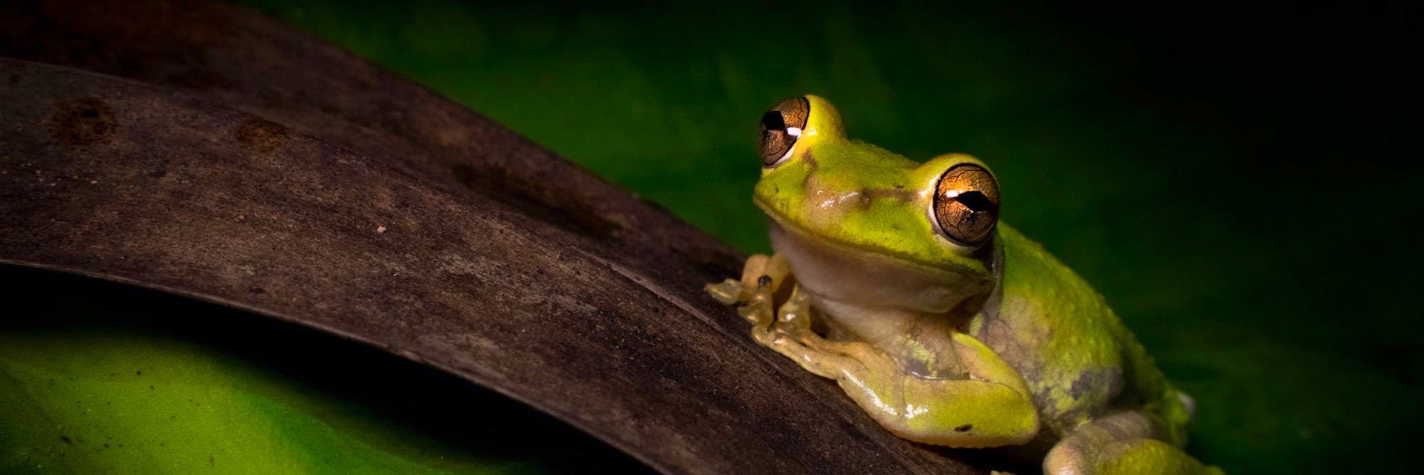 green frog on branch