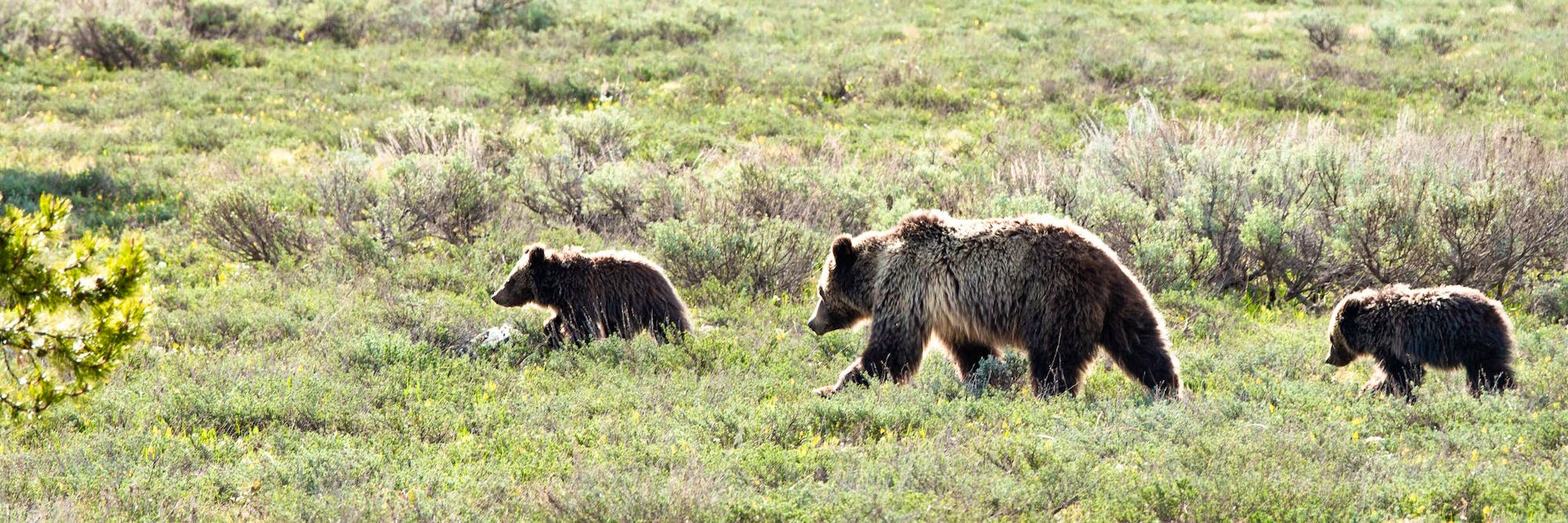 grizzly bear mother and cubs