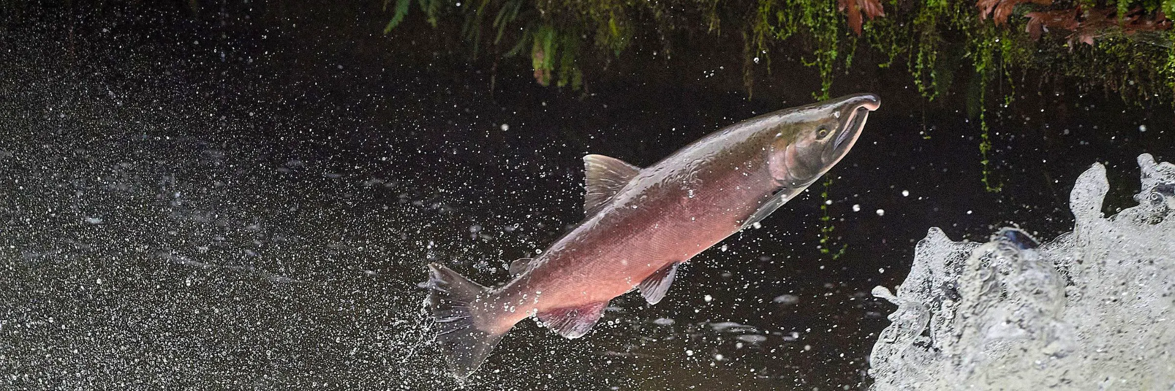 coho salmon migrating up creek