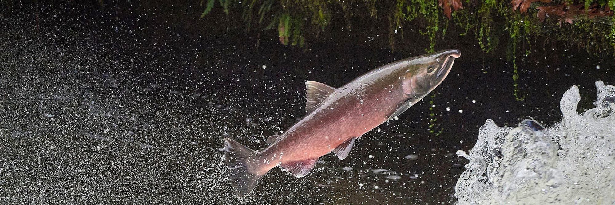 coho salmon migrating up creek