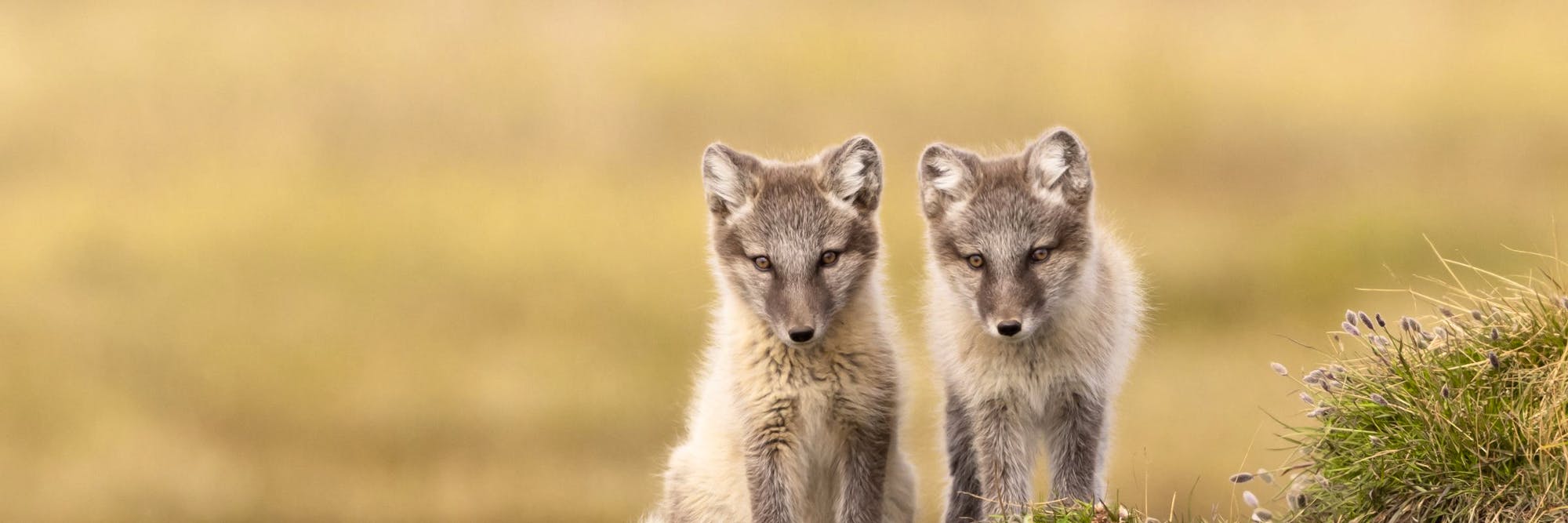 arctic foxes looking at camera