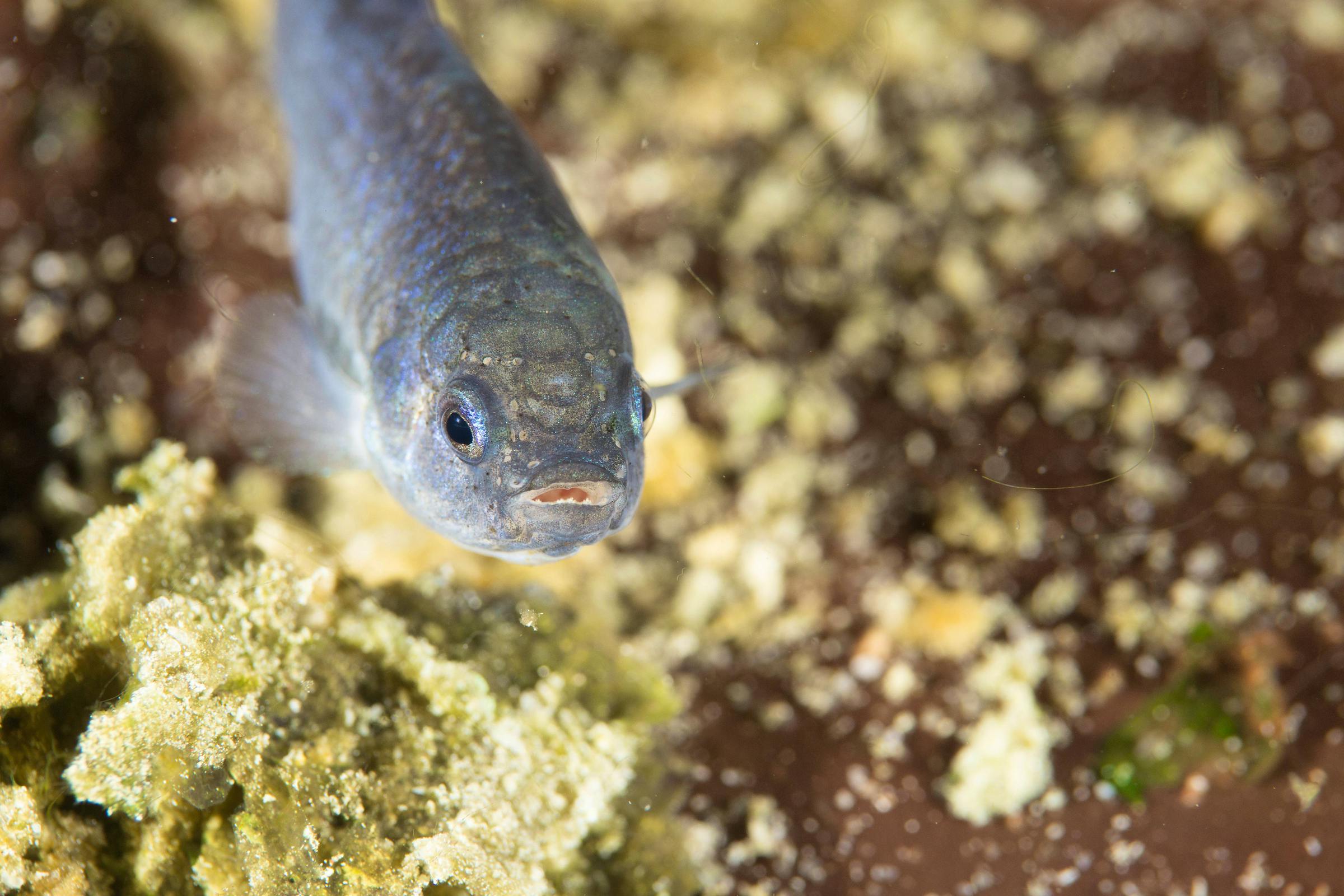 Devils Hole Pupfish