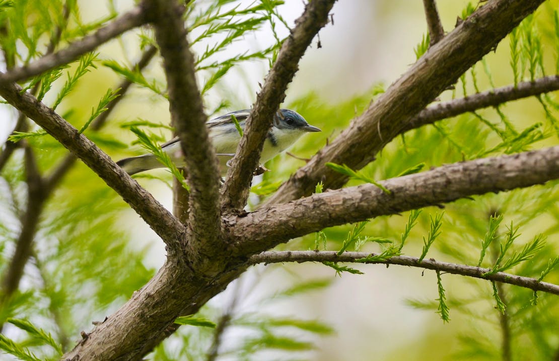 Cerulean Warbler