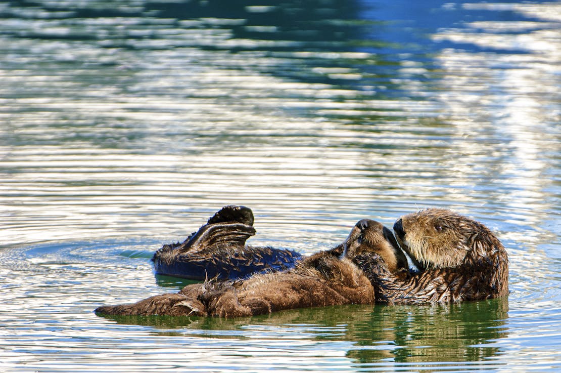 sea otter