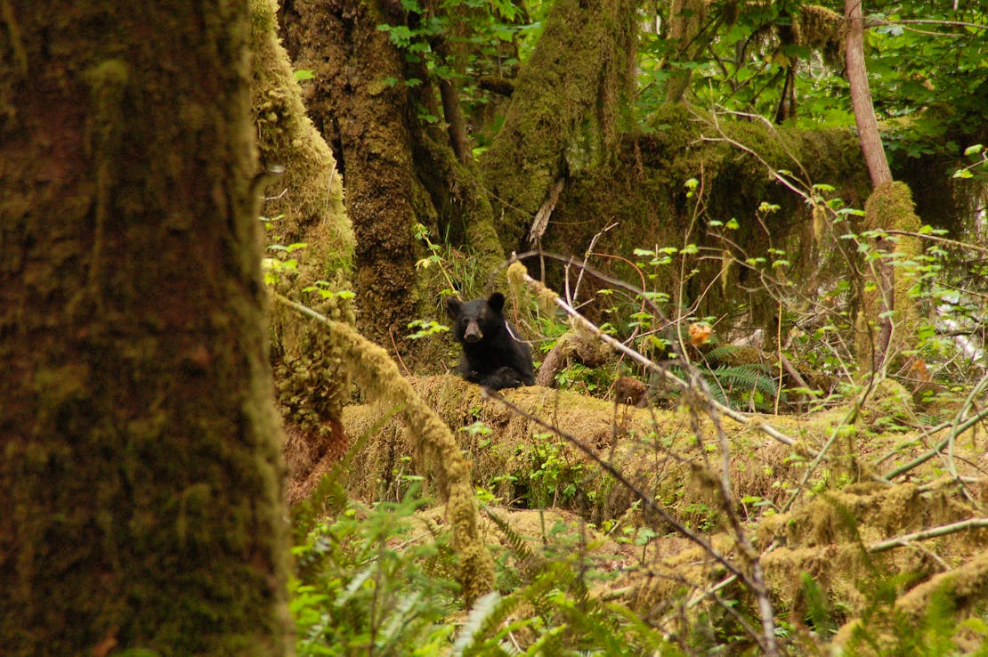 black bear