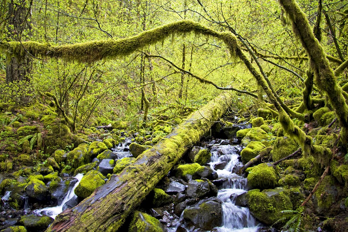 Mount Hood National Forest