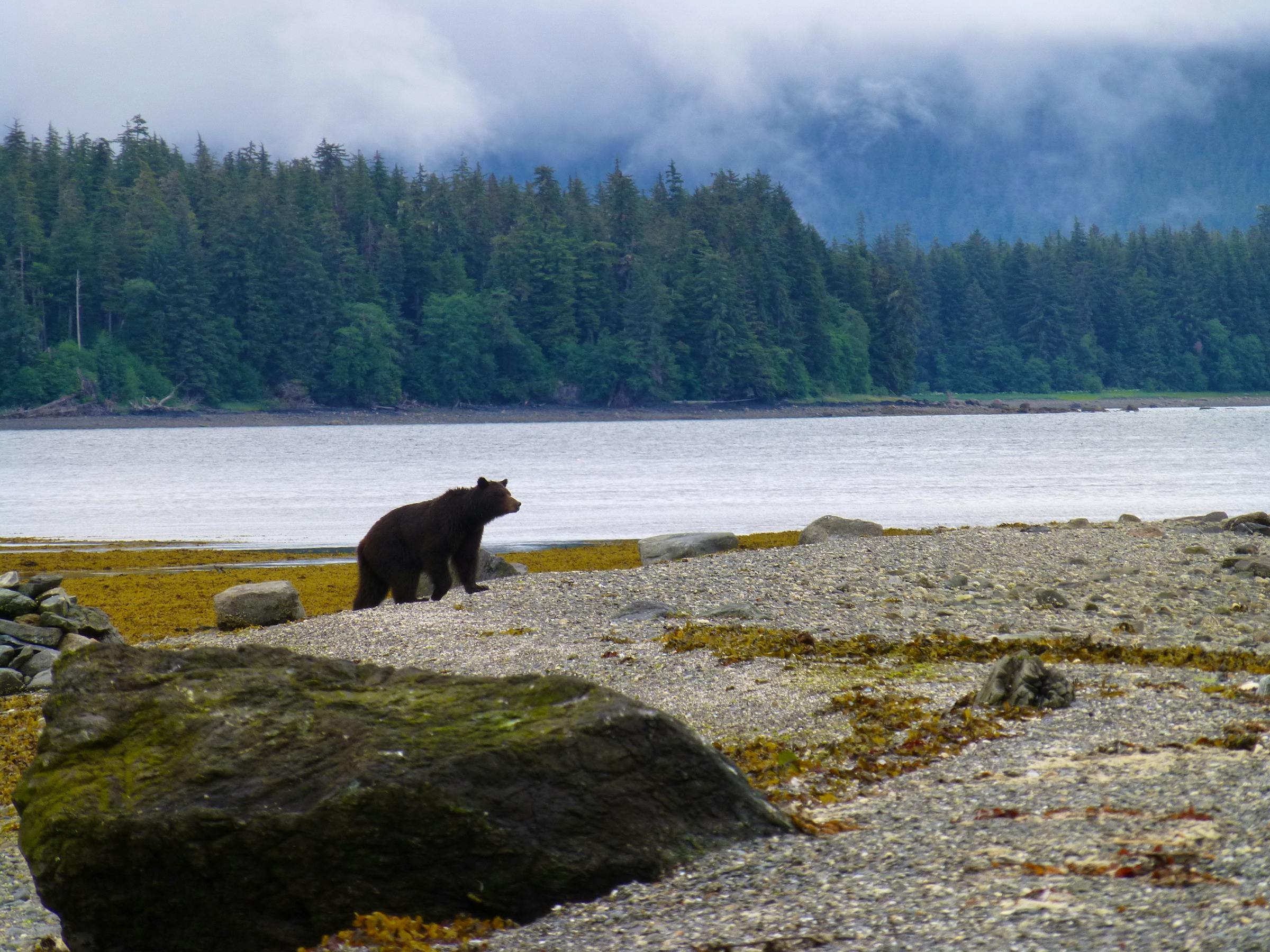bear on shoreline