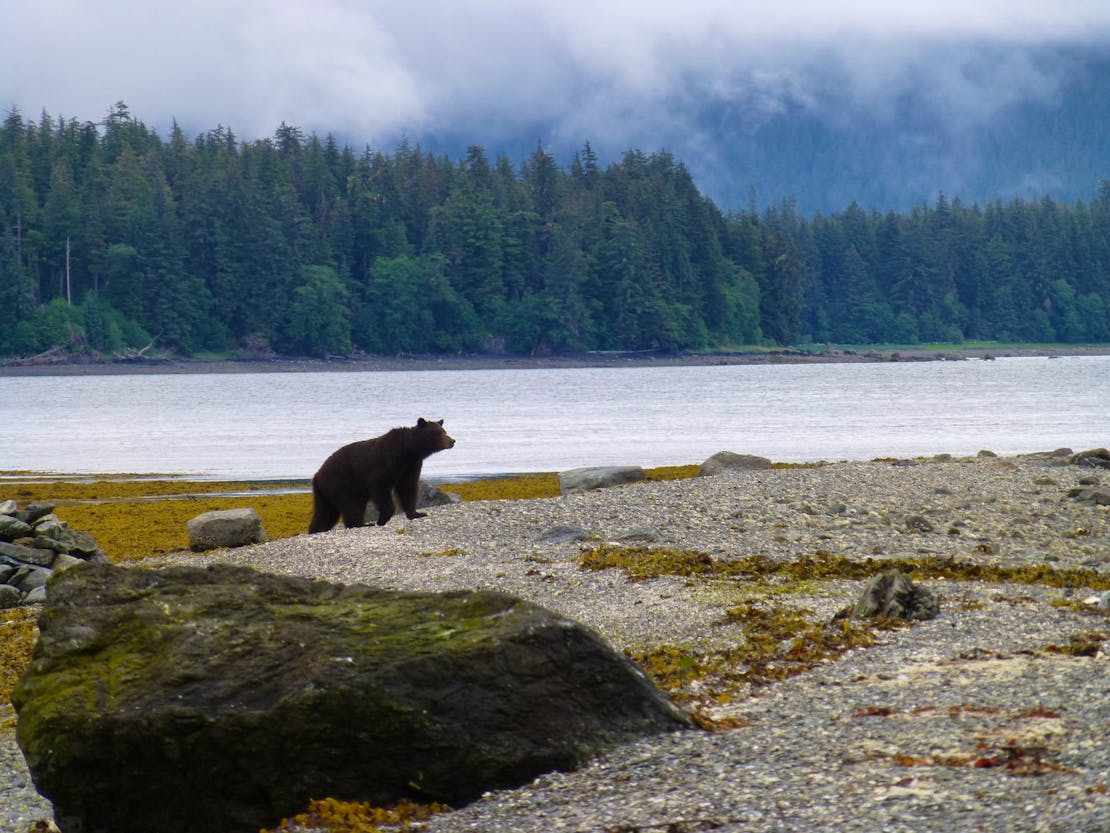 bear on shoreline