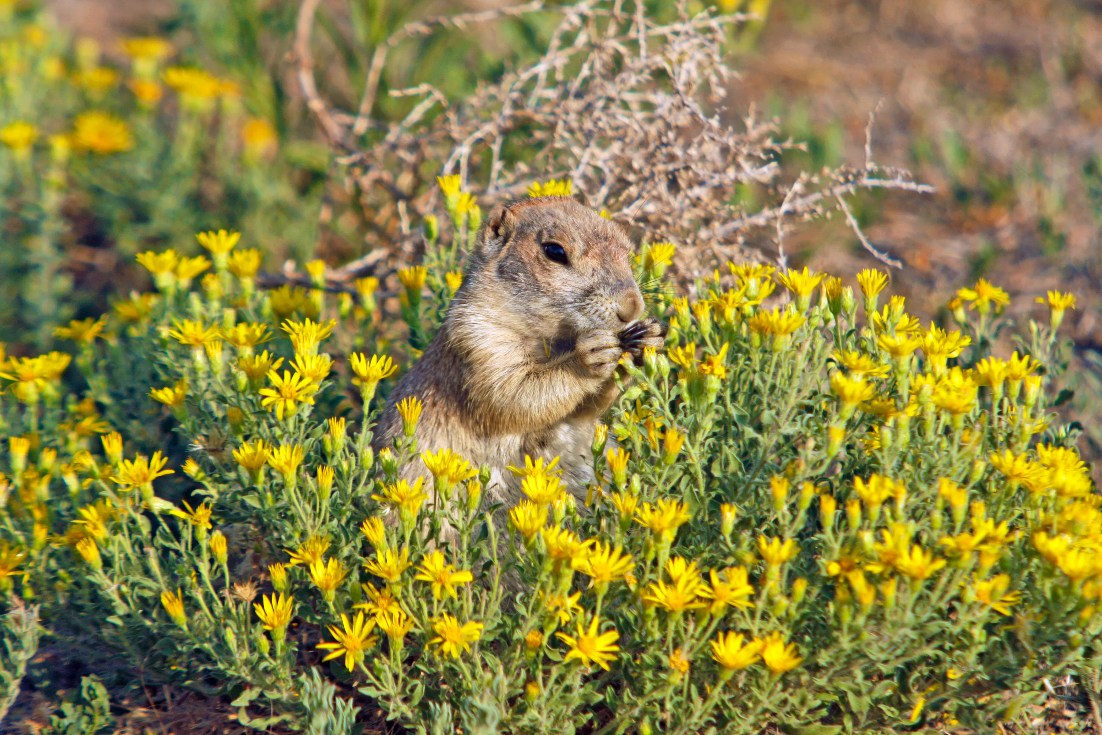 prairie dog